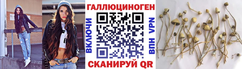 Псилоцибиновые грибы Psilocybine cubensis Трубчевск